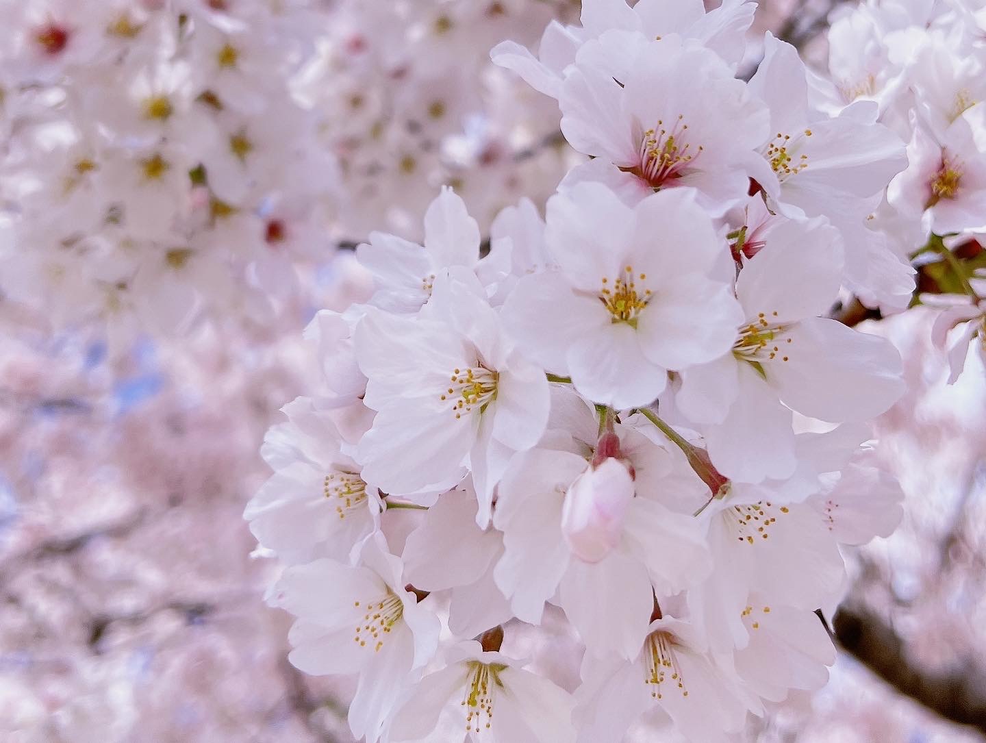 桜